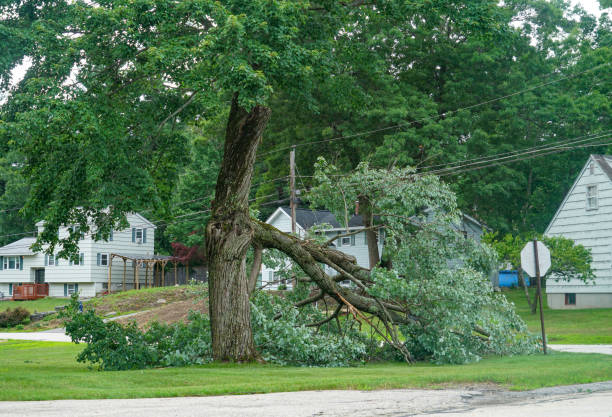 Residential Tree Removal in Bangor, PA